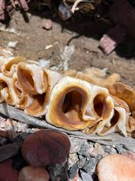 Image result for Renealmia susanneae-katziae