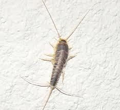 How to kill and get rid of silverfish in your house. Fast And Safe Ways On How To Get Rid Of Silverfish Bugs