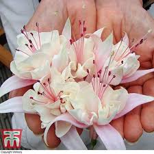22 unique and bold anemone bouquets 38. Fuchsia Happy Wedding Day Thompson Morgan