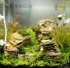 Pin Von Aqua Dream Cloud Auf Aquascaping Aquarien Aquarium Tipps Wasserpflanzen Aquarium