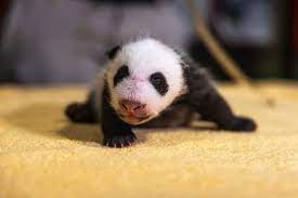 The blind, hairless baby born in washington, d.c., is extremely fragile and completely dependent on her mother. The National Zoo S Panda Cub Has A Name Xiao Qi Ji The New York Times