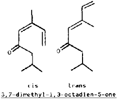 Image result for Synadenium pereskiifolium