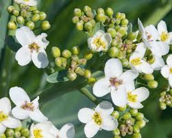 Image result for Crambe