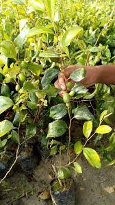 Learn more about jujube trees and their fruits. Jujube Appleber Plant By Nazmin Nursery Jujube Appleber Plant Fruit Plants Id 4940152