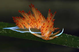 Kết quả hình ảnh cho sên biển