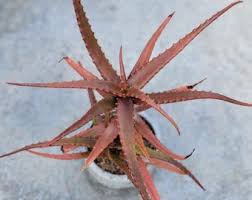 Image result for Aloe wildii