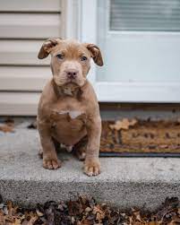 See more ideas about pitbull puppies, puppies, cute dogs. Brown And White American Pitbull Terrier Puppy Sitting On Gray Carpet Photo Free Dog Image On Unsplash