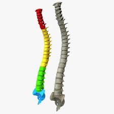 Human Vertebral Column 3d Model Ad Vertebral Human Model Column In 2020 3d Anatomy Model 3d Model Anatomy Models