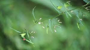 Image result for Aeschynomene tenuirama