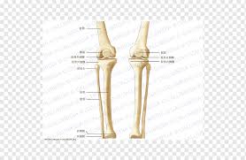 .bone functions, humerus bone anatomy, leg bone anatomy, which would be a homologous structure to a human arm bone, wrist bone anatomy, hand of the anatomical diagram of arm anatomical diagram of eye, anatomical diagram of left foot, anatomical diagram of organs, anatomical diagram. Knee Bone Crus Human Skeleton Anatomy Artrosis De Rodilla Angle Anatomy Arm Png Pngwing