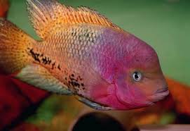 August 1 10 2008 Questions You Asked Aqualand Freshwater Aquarium Fish Aquarium Fish Cichlid Aquarium