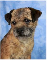 Menampilkan postingan dari mei, 2021 tunjukkan semua. Pin On Border Terrier