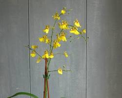 Gambar Oncidium orchid