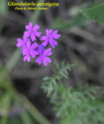 Image result for Verbena aristigera