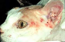 Image result for Feline Miliary Dermatitis