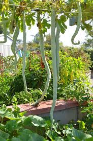 Gourd Trellis Designs Garden Journal Indian Snake Gourds Indian Garden Garden Kitchen Garden