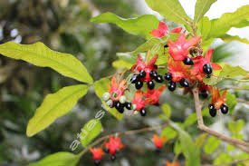 Image result for Ochna atropurpurea