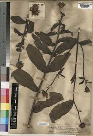 Image result for Hypericophyllum