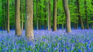 Check spelling or type a new query. How To Grow Native Bluebells In Your Garden Woodland Trust