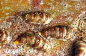 Image result for Stenostelma corniculatum