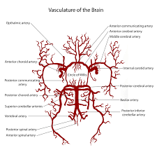 Pathophysiology Neuro4students