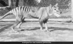 Despite presumptions to the contrary, it turns out that they might not even have been physically able to routinely kill large livestock. Rare Footage Of Last Known Tasmanian Tiger Unearthed Released Online