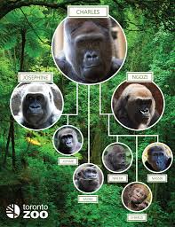 Toronto's first zoo was established during 1888 with the donation of some deer. The Toronto Zoo Today Is Worldgorilladay Gorillas Facebook