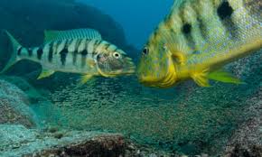 Image result for Mystacidium tanganyikense