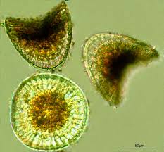 Image result for Microcoelia nyungwensis