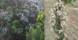 Image result for Erica arborea