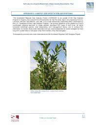 Image result for Sporobolus myrianthus