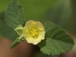 Image result for Sida ovata