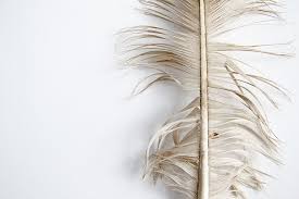 You Flow Like A Feather In A Beautiful World Bald Eagle Feather Still Blog Eagle Pictures Bald Eagle Feather Bald Eagle