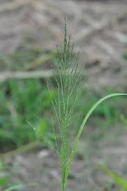 Image result for Leptochloa panicea