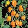 Chile habanero, con denominación de origen. Https Encrypted Tbn0 Gstatic Com Images Q Tbn And9gcs1tzicg9hxg1on6zt7vos R Cxywdlz8xuvjdwcspj8jhfvesx Usqp Cau