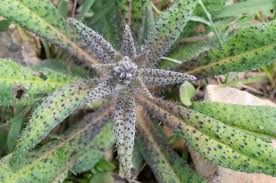 Image result for Euploca ovalifolia