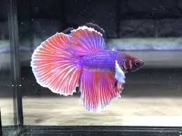 Beautiful Betta Betta Fish Dumbo Halfmoon Male In 2020 Betta Fish Types Betta Betta Fish