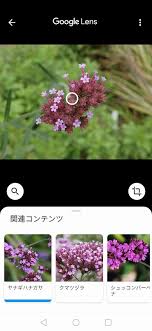 Google レンズ で植物 花の名前を調べてみた 晴歩雨描