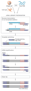 Nebnext Single Cell Low Input Cdna Synthesis Amplification Module Neb