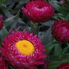 Pin On Garden Flowers
