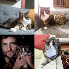 I Rescued Special Agent Dale Cooper As A Feral Kitten When He Was Only A Few Weeks Old And Now 13 Years Later He Weighs Feral Kittens Kitten Agent Dale Cooper