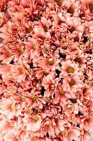 From vibrant garden images to a single sunflower, you'll have a range of flower pictures to choose from. Flower Images 50 000 Free Photos Pexels