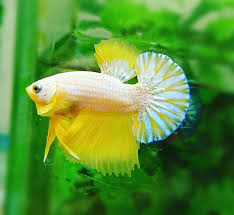 Warna tubuh mereka kecokelatan dan kehijauan. 9 Tips Merawat Ikan Cupang Hias Agar Warnanya Bagus Dan Sehat Riau Update Berita Riau Terupdate