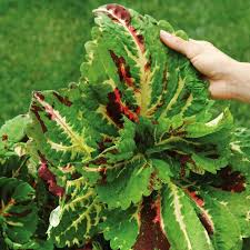 Image result for Coleus guerkei