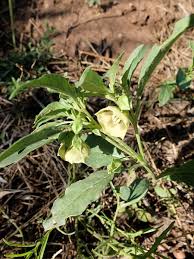 Image result for Physalis lagascae