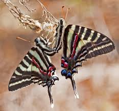 We did not find results for: Zebra Swallowtail Butterfly Caterpillar Eurytides Marcel Flickr