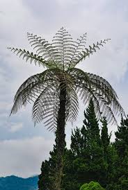 Image result for Cyathea cf. humilis