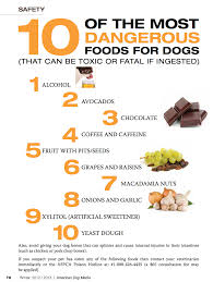 10 Most Dangerous Foods For Your Dog Dangerous Foods For Dogs Toxic Foods For Dogs Dog Food Recipes