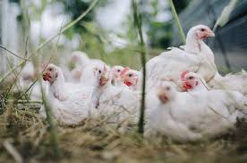 Referensi harga doc ayam petelur hari ini Pedagang Dibuat Bingung Harga Ayam Broiler Naik Sebelum Akhir Tahun Pikiran Rakyat Tasikmalaya