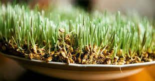 Cand se obtine marimea embrionului si a radacinii, se pune graul in sticle de lapte care se vor acoperi cu dopuri, ca sa nu intre aerul, si se lasa la frigider. Cand Se Pune Grau La IncolÈit Obiceiul Pe Care Romanii Il RespectÄ Cu SfinÈenie De Sfantul Andrei Diverse Avantaje Ro De 20 De Ani Pretuieste Femei Ca Tine